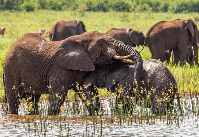 africamps-at-white-elephant-safaris-pongola-game-reserve-south-pongola-wt0ui