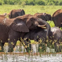 africamps-at-white-elephant-safaris-pongola-game-reserve-south-pongola-wt0ui
