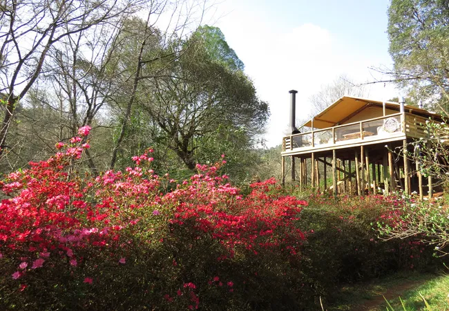 africamps-at-magoebaskloof-magoebaskloof-cheerio-gardens-haenertsburg-rjvni