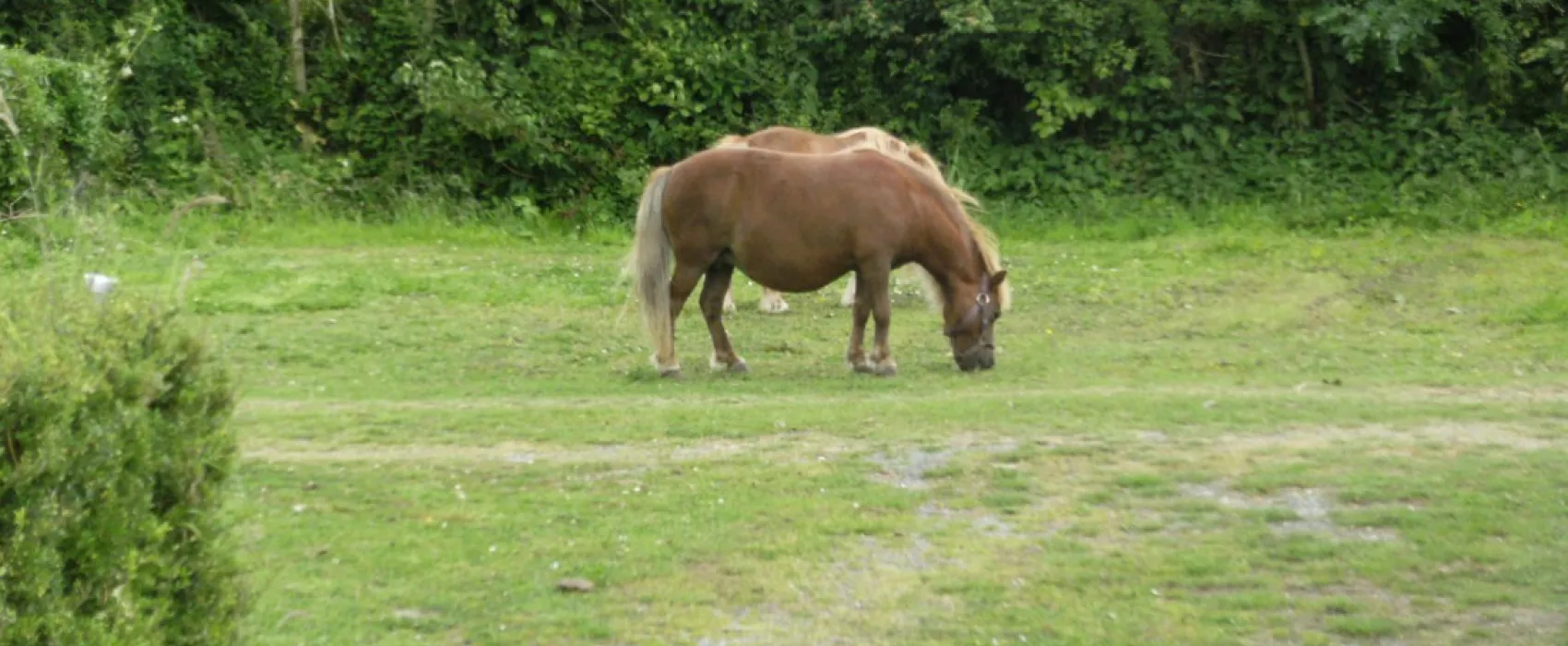 Des Etangs
