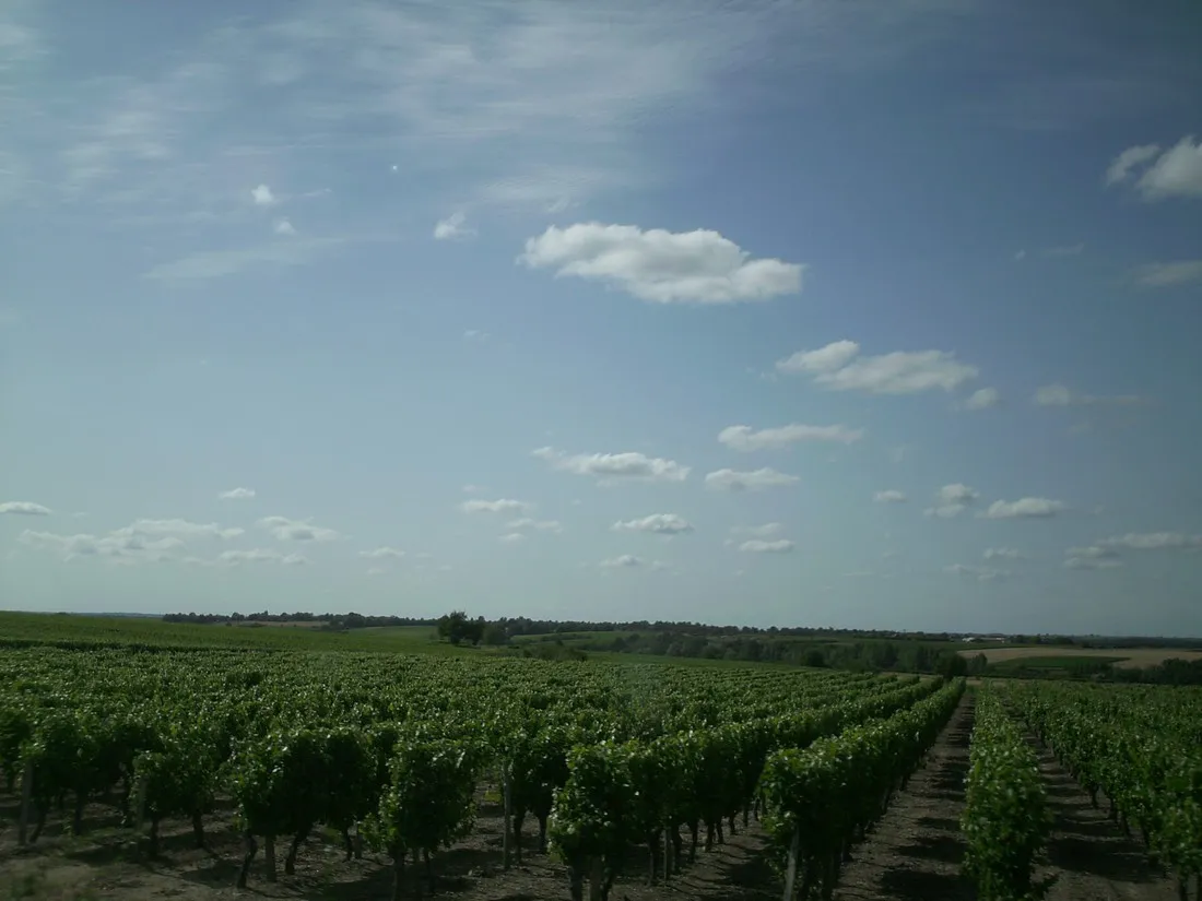 la-vallee-des-vignes-concourson-sur-layon-maine-et-loire-vfz4f
