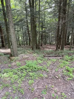 shore-forest-campground-hop-bottom-knxo7