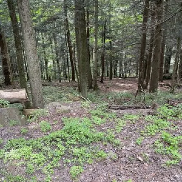shore-forest-campground-hop-bottom-knxo7