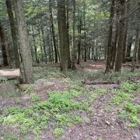 shore-forest-campground-hop-bottom-knxo7