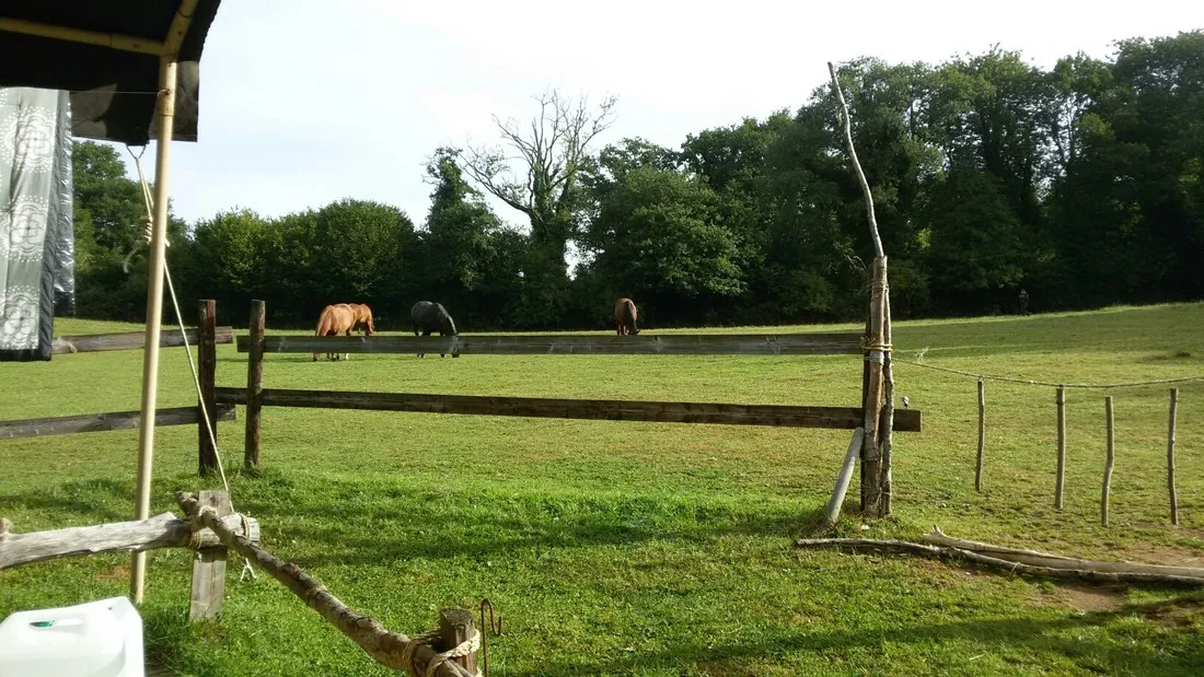 safari-normandie-la-carneille-oekc9