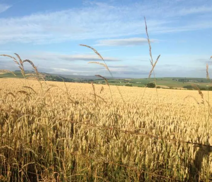 orchard-camping-sheffield-gs44k