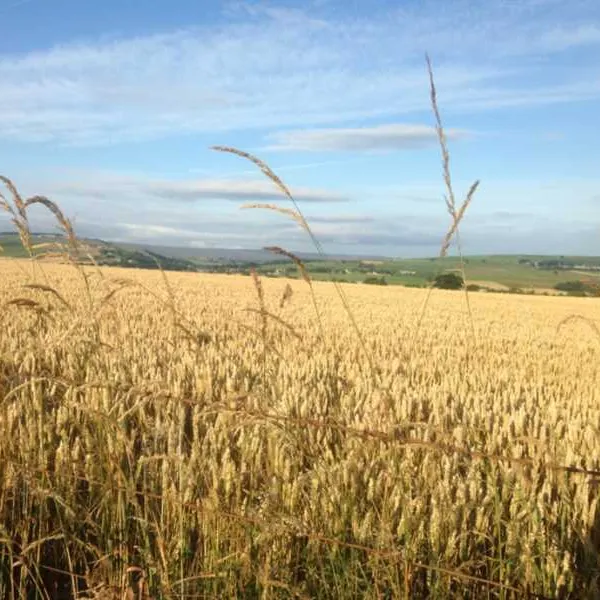 orchard-camping-sheffield-gs44k