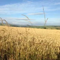 orchard-camping-sheffield-gs44k