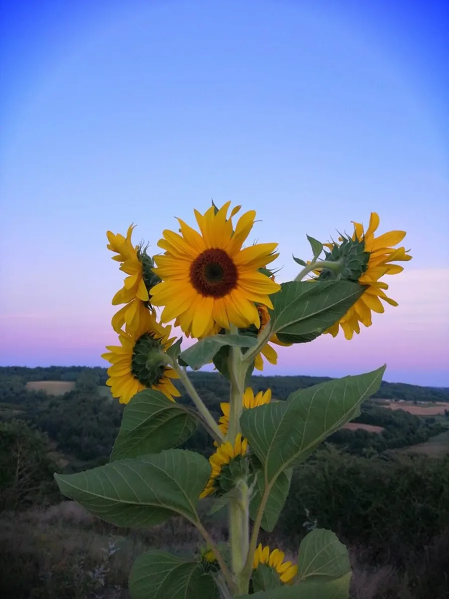la-vallee-des-fruits-chateauneuf-la-foret-qgmge