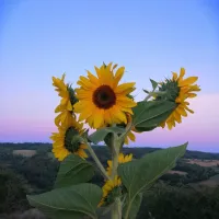 la-vallee-des-fruits-chateauneuf-la-foret-qgmge