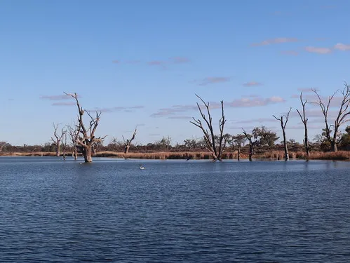 lake-bonney-campground-barmera-falwl