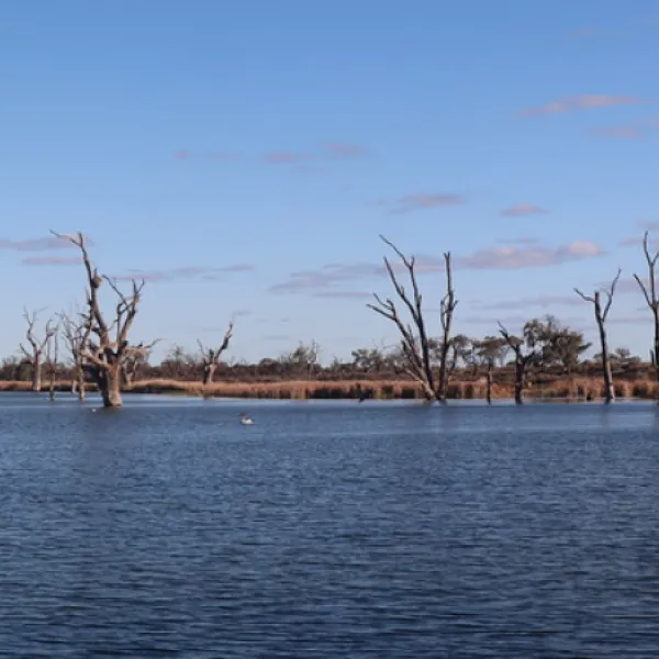 lake-bonney-campground-barmera-falwl
