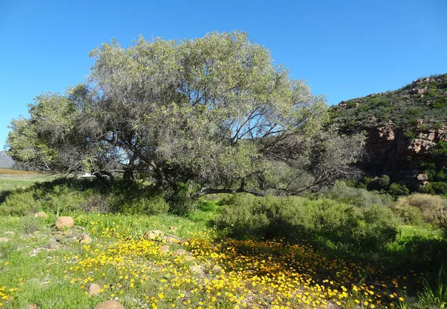 lylius-glamping-krieberg-farm-clanwilliam-hkga9