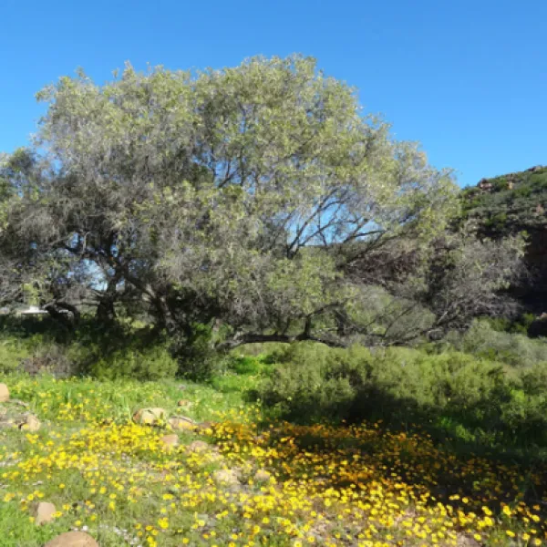 lylius-glamping-krieberg-farm-clanwilliam-hkga9
