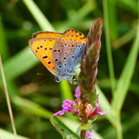 natuurdomein-de-landerije-basse-fausx