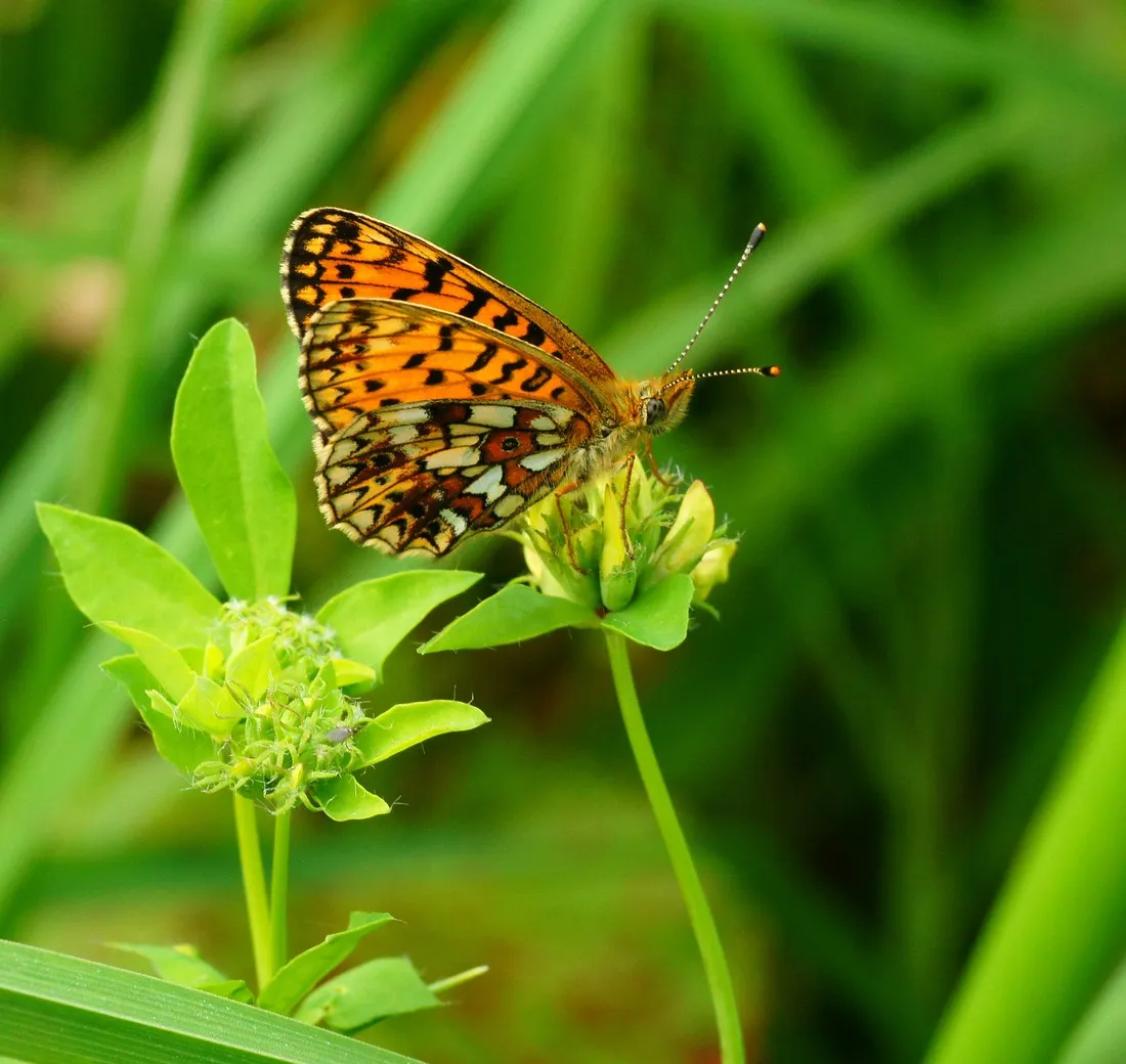 natuurdomein-de-landerije-basse-ptnrh