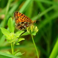 natuurdomein-de-landerije-basse-ptnrh