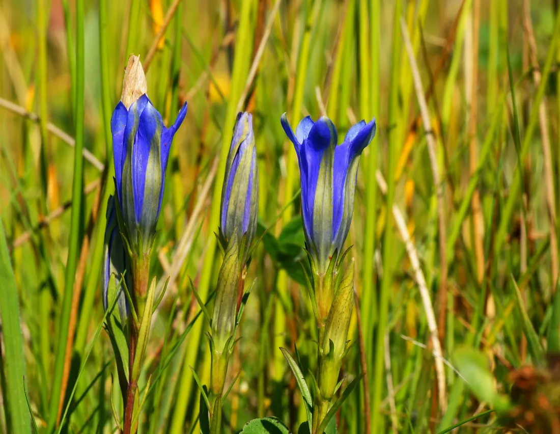 natuurdomein-de-landerije-basse-wzjct