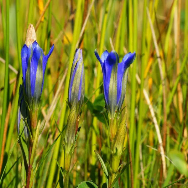 natuurdomein-de-landerije-basse-wzjct