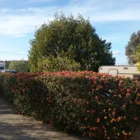 camperpark-carvoeiro-lagoa-carvoeiro-rjssc