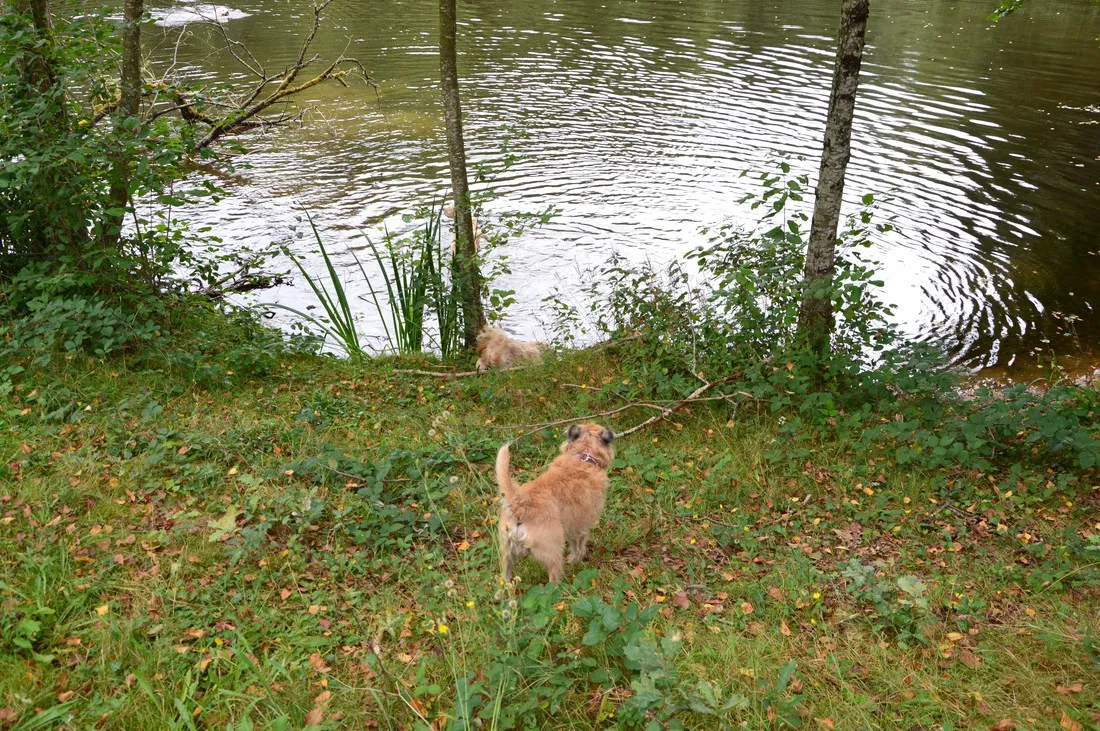 hondencamping-la-soupeze-dournazac-dordogne-ltpab