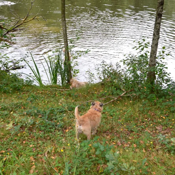 hondencamping-la-soupeze-dournazac-dordogne-ltpab