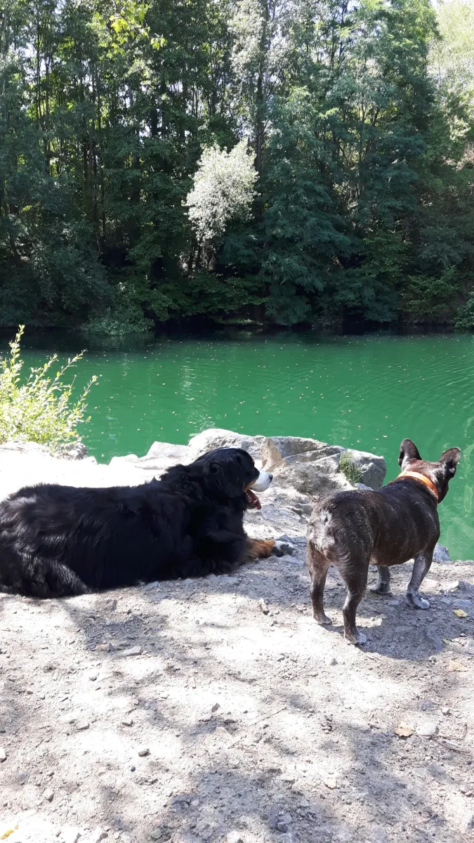 hondencamping-le-grand-larue-couleuvre-igbhr