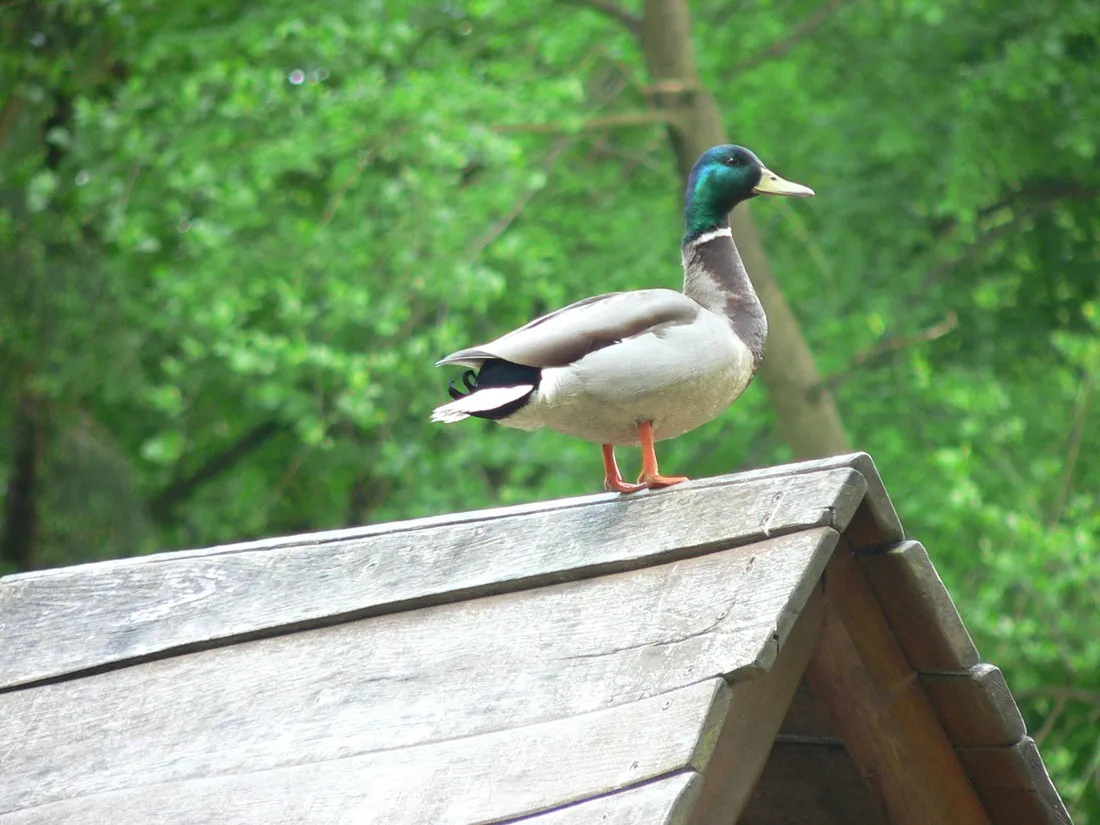 spreewald-am-schlosspark-lubbenau-dkgjl
