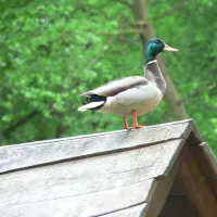 spreewald-am-schlosspark-lubbenau-dkgjl