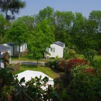 les-jonquilles-st-alban-wwqg3