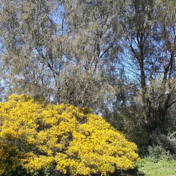 royal-mail-hotel-booroorban-nsw-campground-booroorban-0dzgd