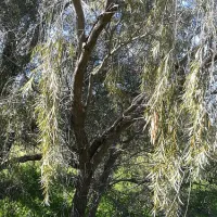 royal-mail-hotel-booroorban-nsw-campground-booroorban-sef9q