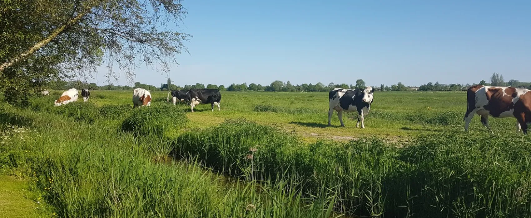 Doornenbal