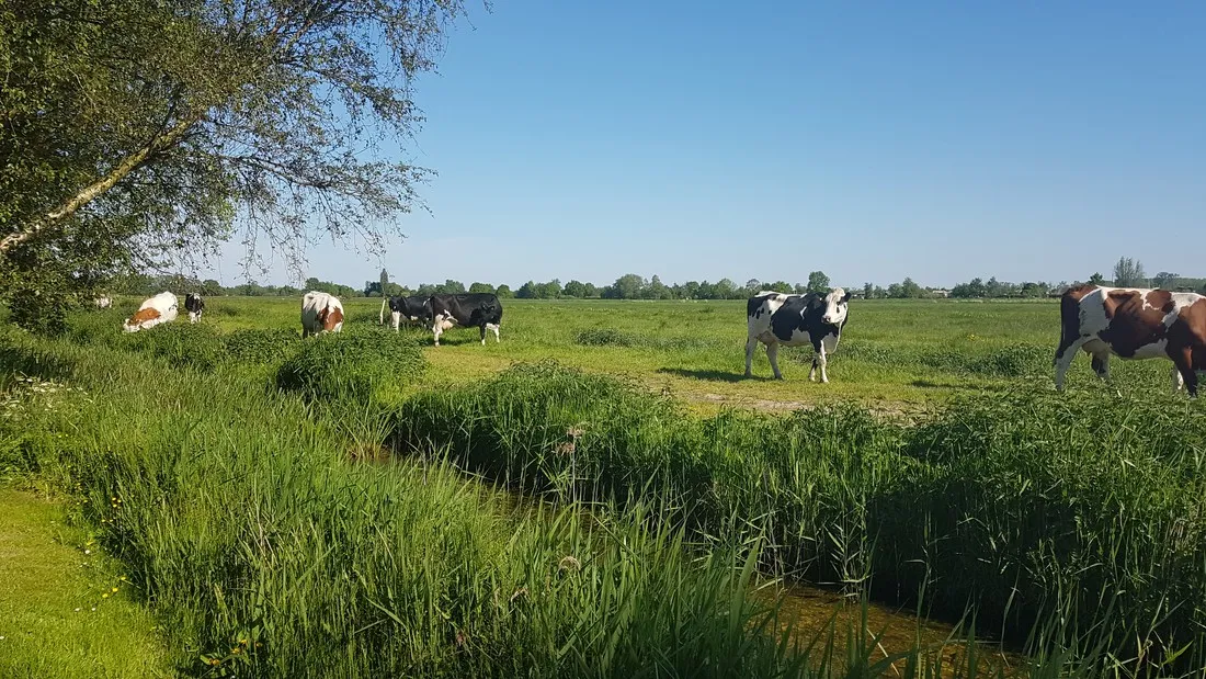 doornenbal-nieuwersluis-0nzzc
