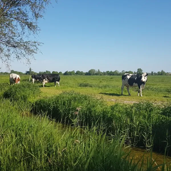 doornenbal-nieuwersluis-0nzzc