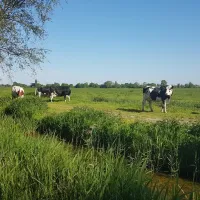 doornenbal-nieuwersluis-0nzzc