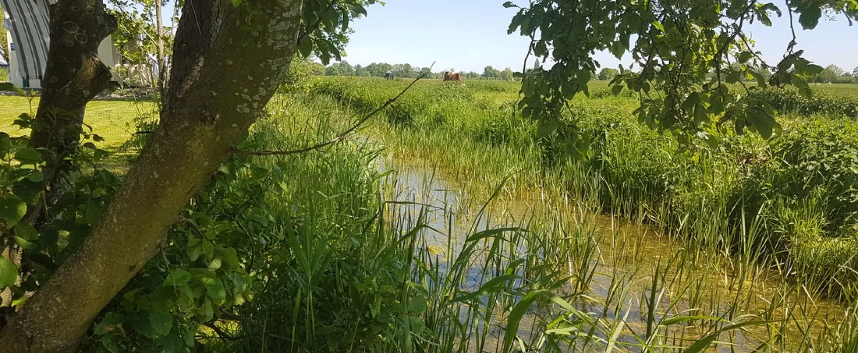 Doornenbal