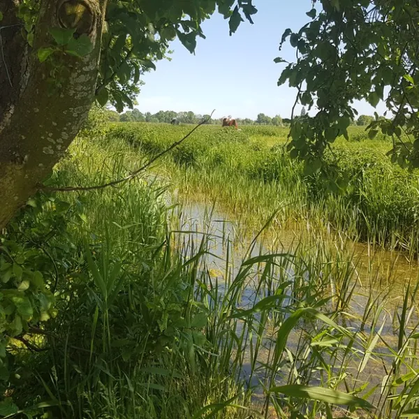 Doornenbal