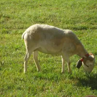 yelloh-village-le-pre-lombard-tarascon-sur-ariege-aqgbf