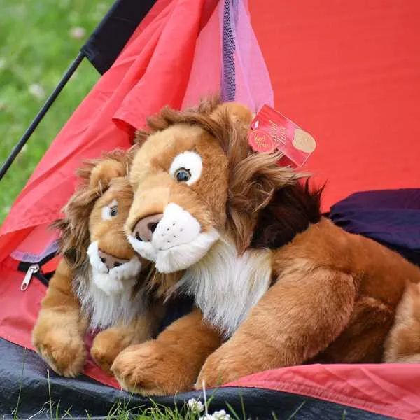 camp-lion-doncaster-zvzof