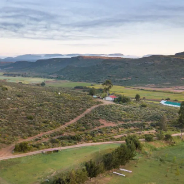 protea-pod-at-glen-eden-r62-ruigtevlei-montagu-ougu1