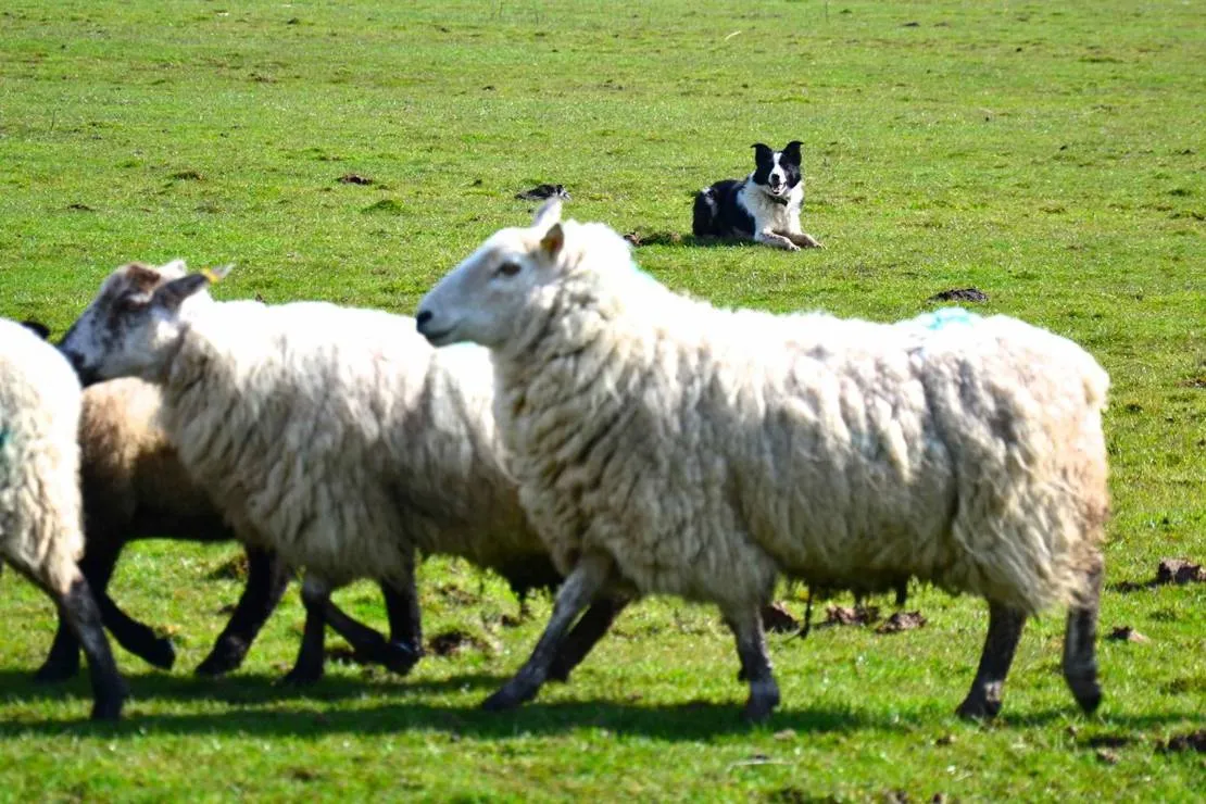 green-hills-farm-stay-kilconnell-ballinasloe-1egha