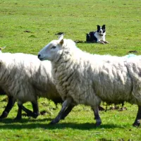green-hills-farm-stay-kilconnell-ballinasloe-1egha