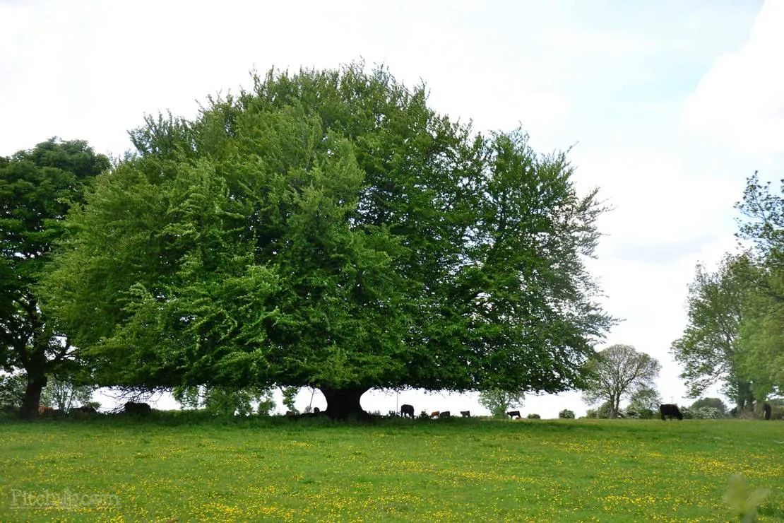 green-hills-farm-stay-kilconnell-ballinasloe-3sdh3