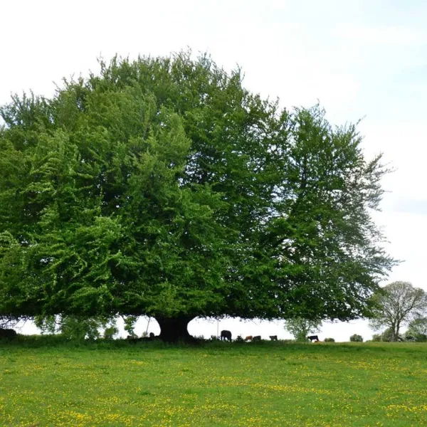green-hills-farm-stay-kilconnell-ballinasloe-3sdh3
