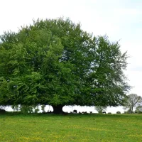 green-hills-farm-stay-kilconnell-ballinasloe-3sdh3