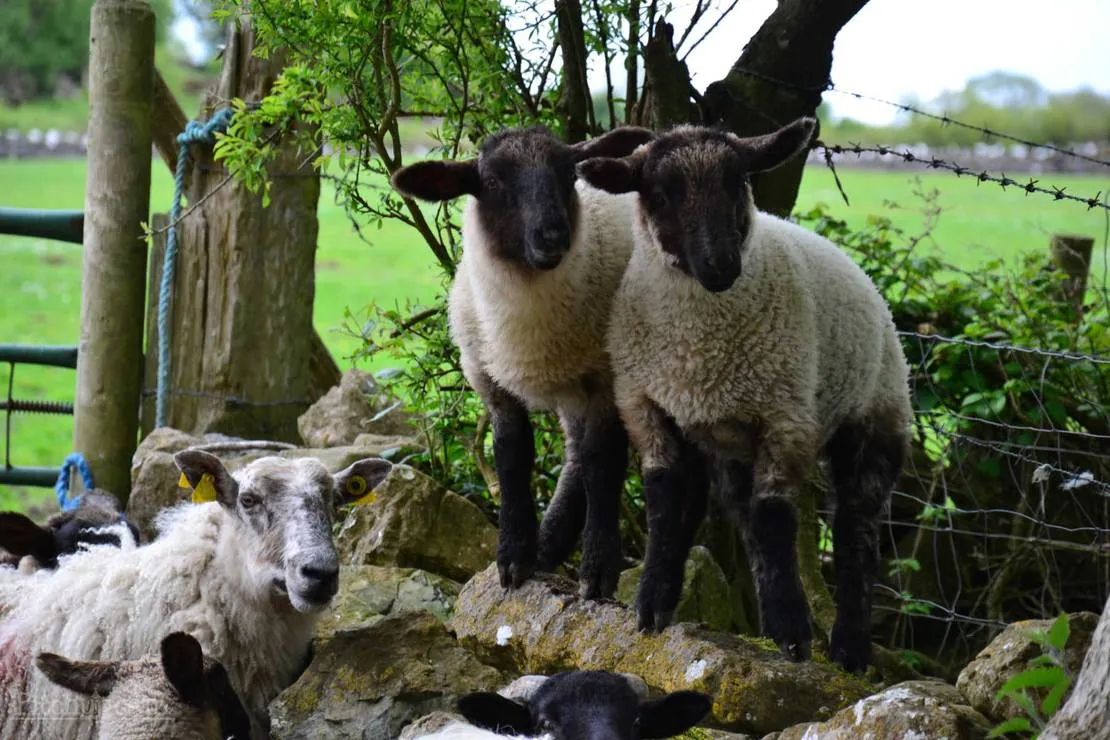 green-hills-farm-stay-kilconnell-ballinasloe-a5knf