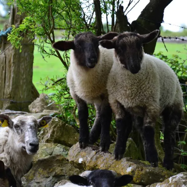 green-hills-farm-stay-kilconnell-ballinasloe-a5knf