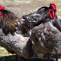 green-hills-farm-stay-kilconnell-ballinasloe-erkgw