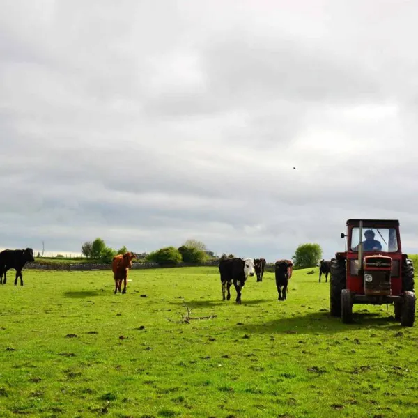 green-hills-farm-stay-kilconnell-ballinasloe-ktzld